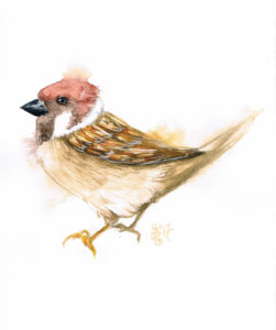 Ilustracja Magdaleny Otyś "Wróbel"